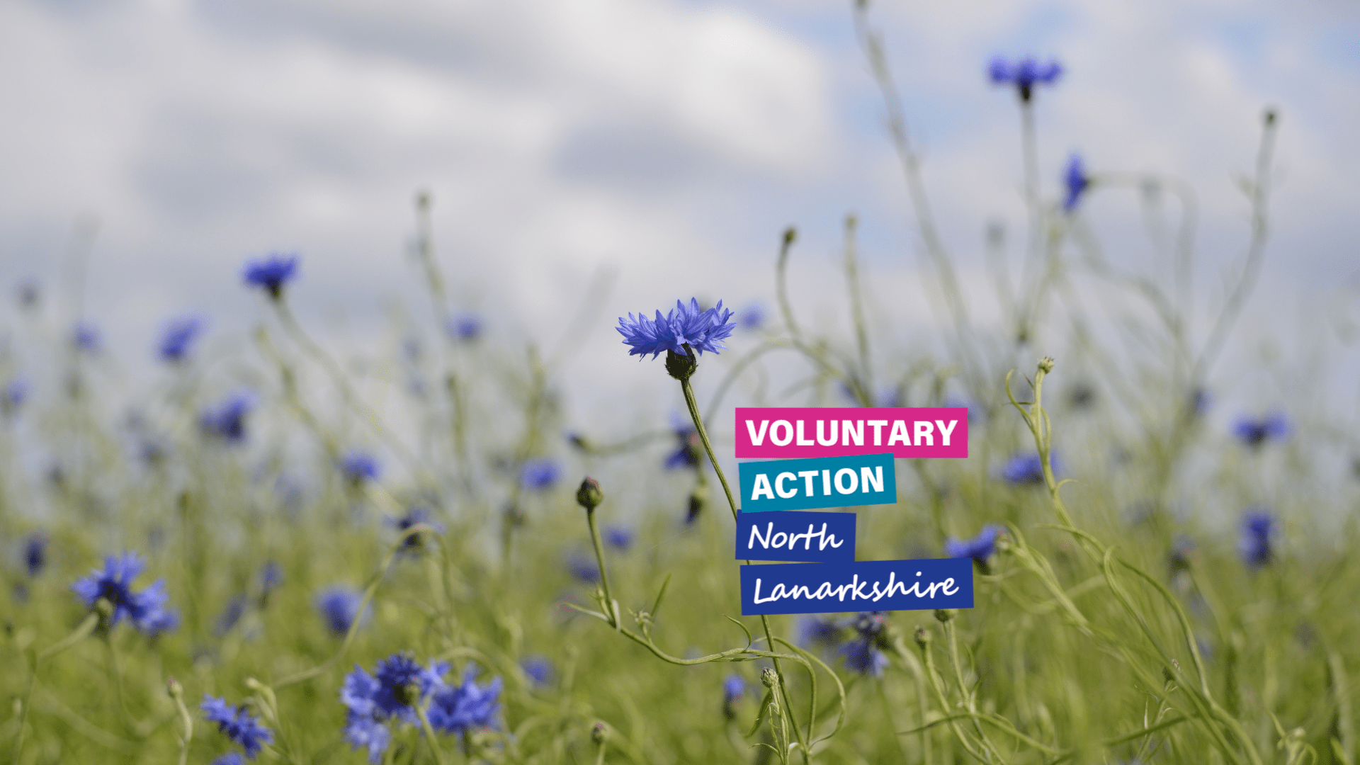 VANL logo on a background of blue flower meadow