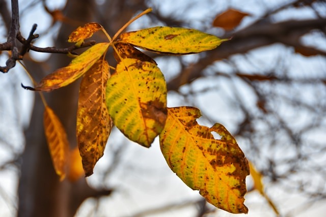A close up of yellow leaves on a tree